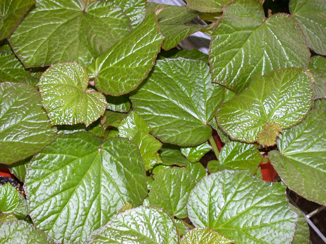 B. ‘Yorke’s Serenata’